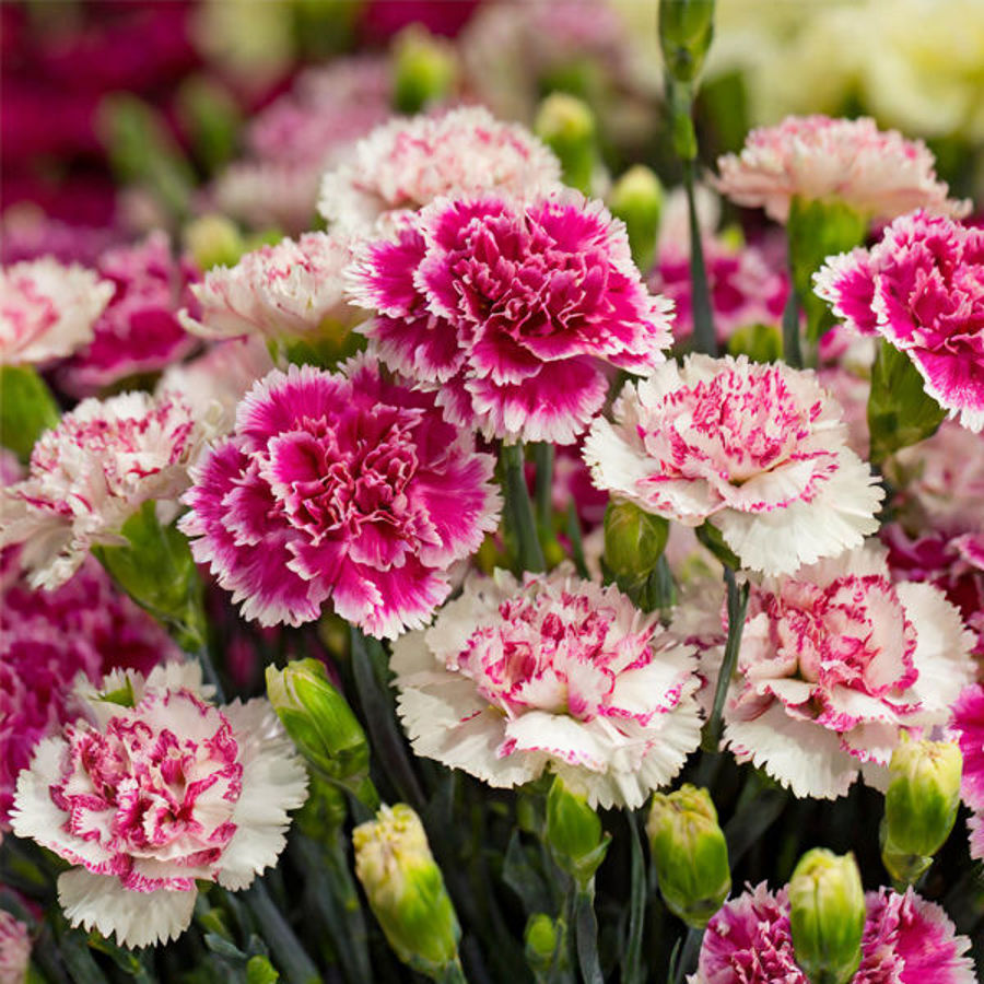 Carnations Unveiled: 10 Surprising Facts About the World's Most Versatile Flower